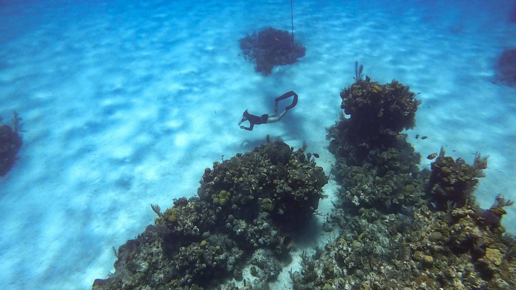 Coral reefs and underwater freediver in Roatan, Honduras
