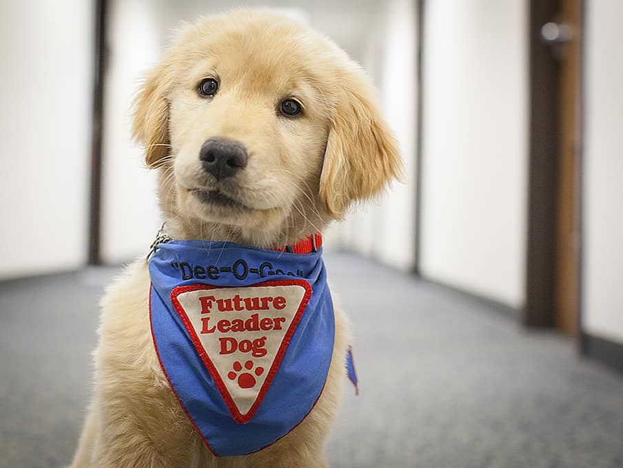 Future Leader Dog