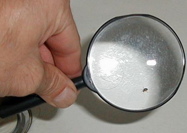 magnifying glass