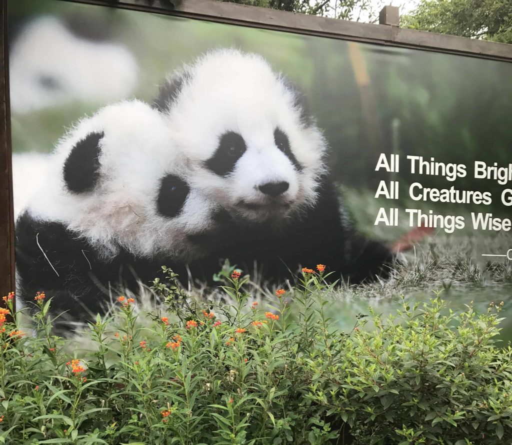 Two baby giant pandas