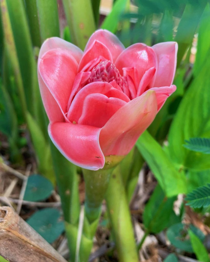 Pink flower on a long green stem