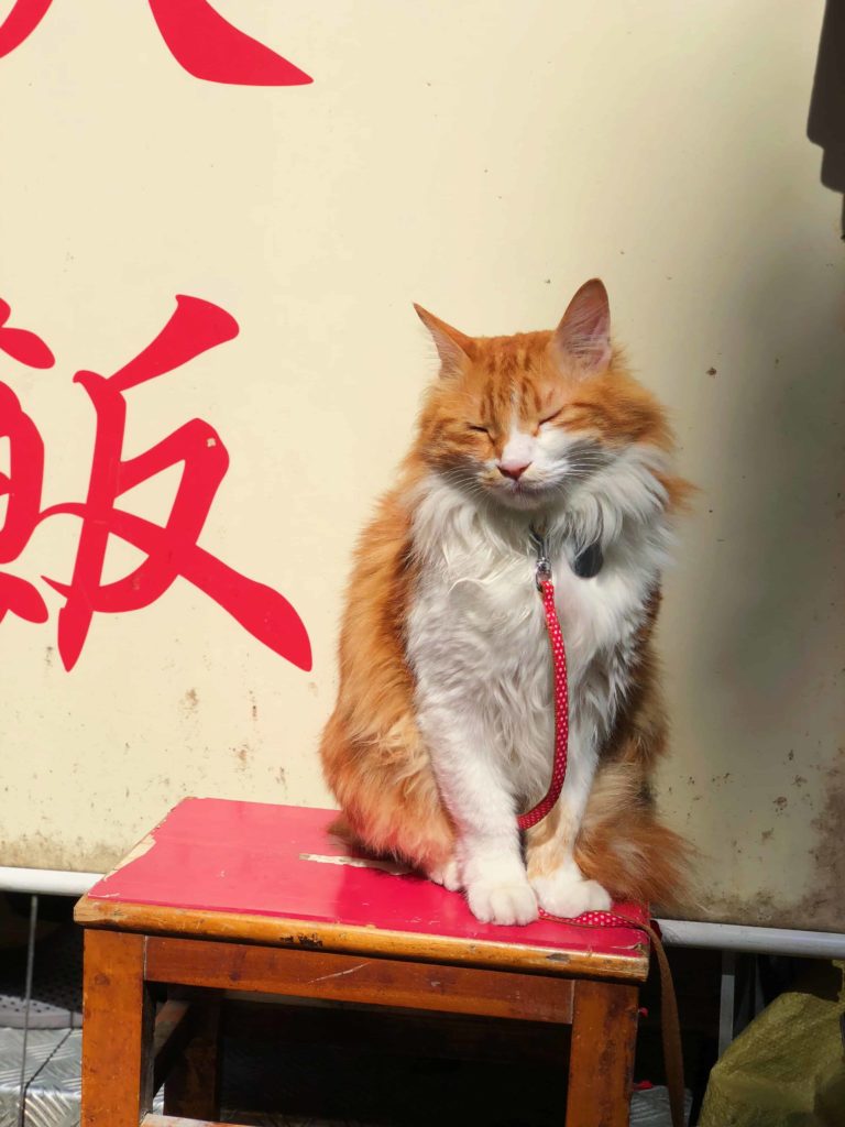 orange cat chilling in Hong Kong