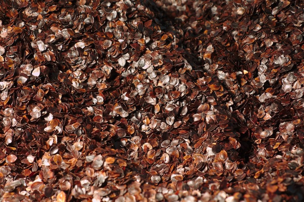 photo of buckwheat kernels
