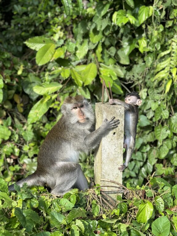 Monkeys