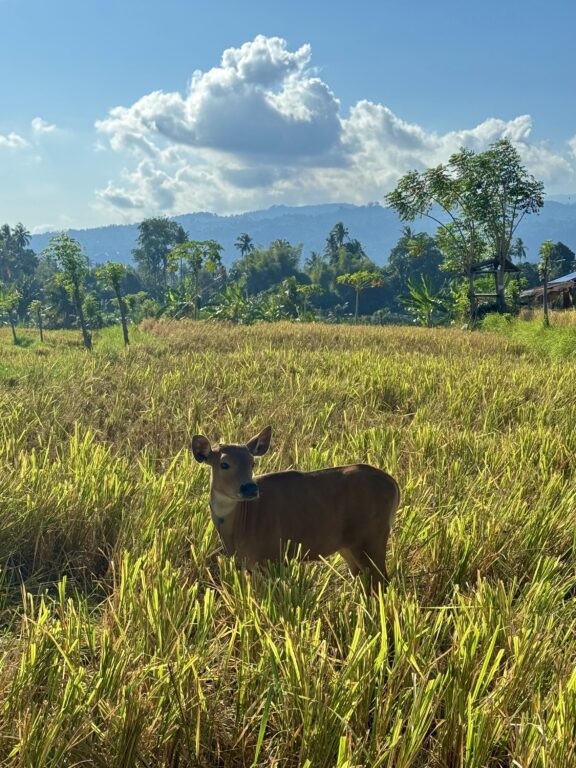 Cow photo