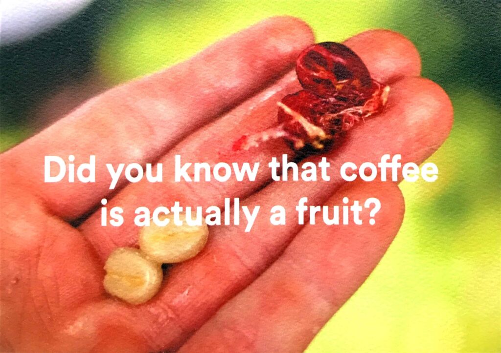 Did you know that coffee is actually a fruit?