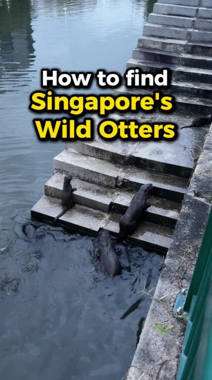 Otters singapore