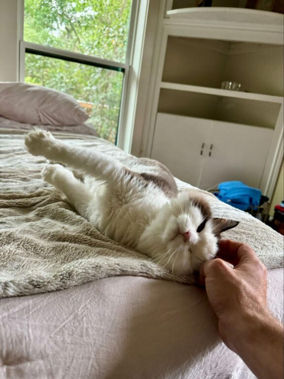 Cat and me