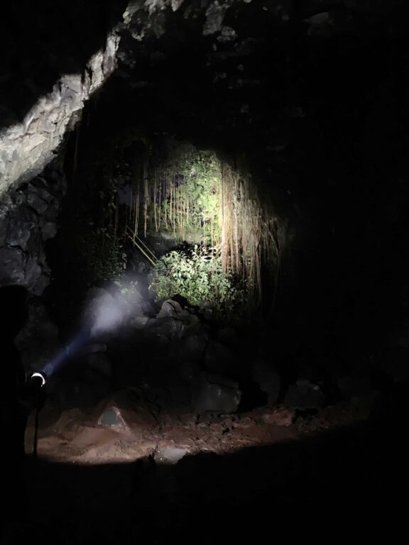 Mostly black and dark, but a flashlight shines to see the vines etc
