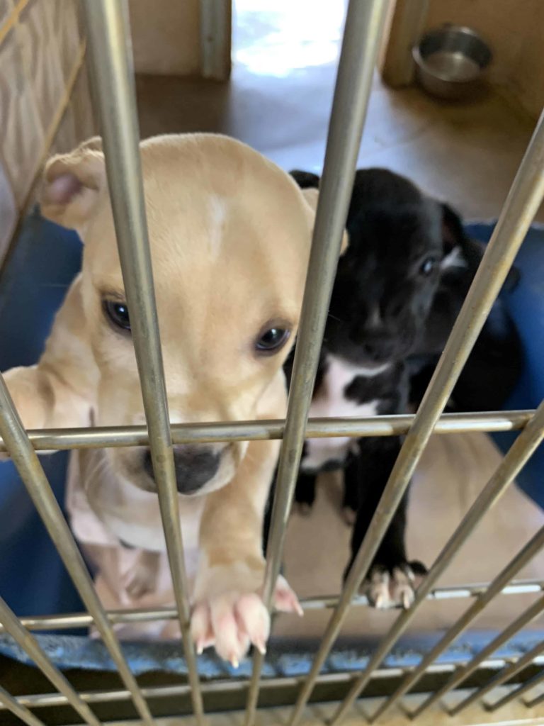 Humane Society in Kauai, Hawaii puppies