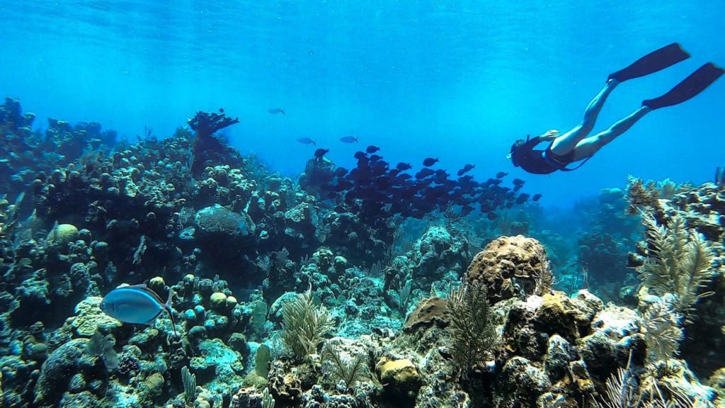 Underwater image with person wearing flippers swimming near coral in Honduras while freediving in Roatan