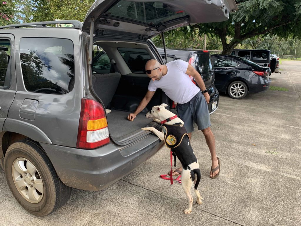 After getting the dog comfortable with us, we then had to coax him into the car with treats at the Humane Society in Kauai, Hawaii