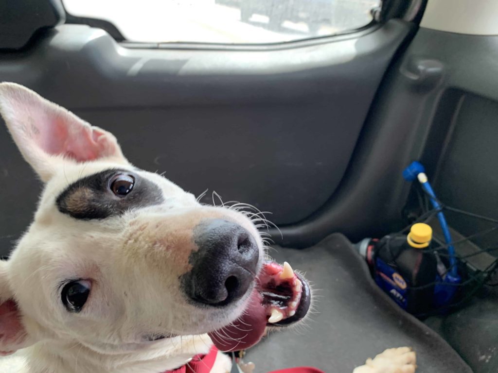 Happy dog after a long walk.