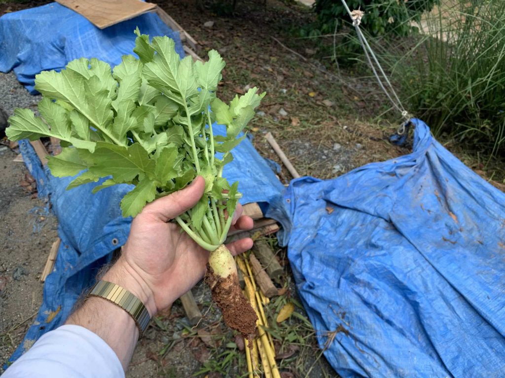 Hand holding a plant with lots of green leaves, white root, and clay attached at bottom. Blue tarps in the background