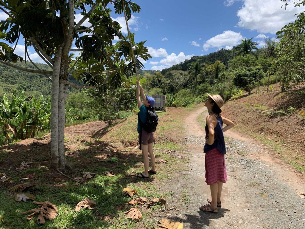 Dirt road and two women looking up at a large tree