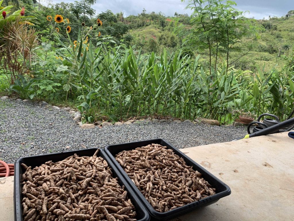 Brown small-ish turmeric roots in black containers, on concrete floor, with sunflowers in the background