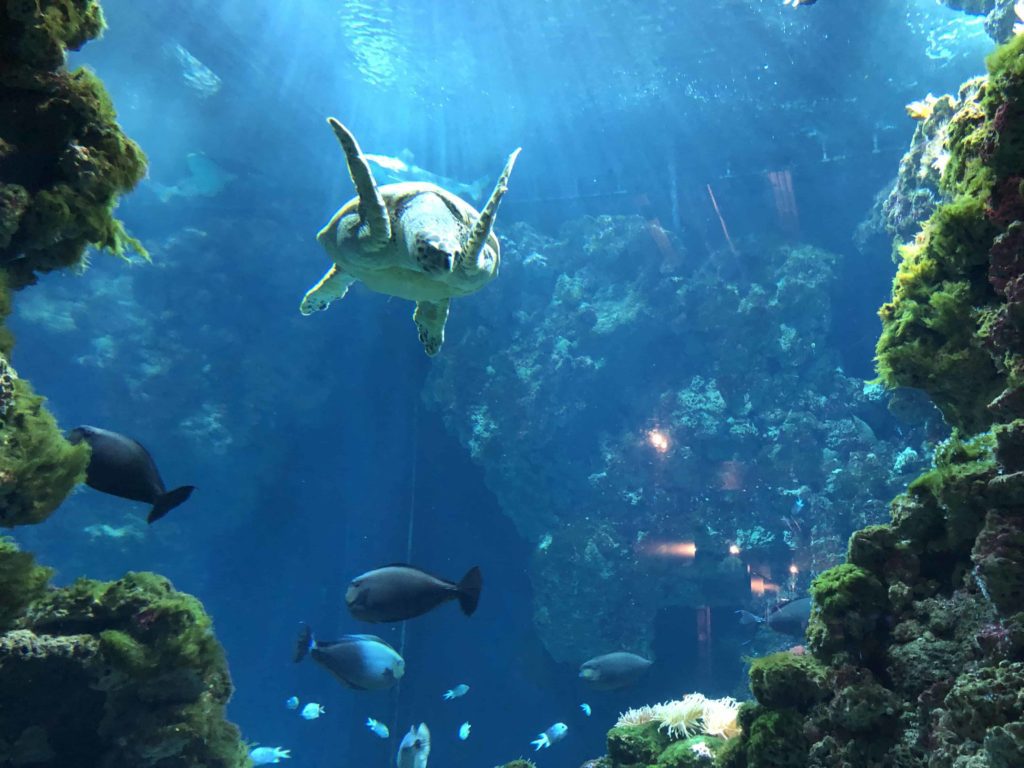 Oceanographic Museum of Monaco