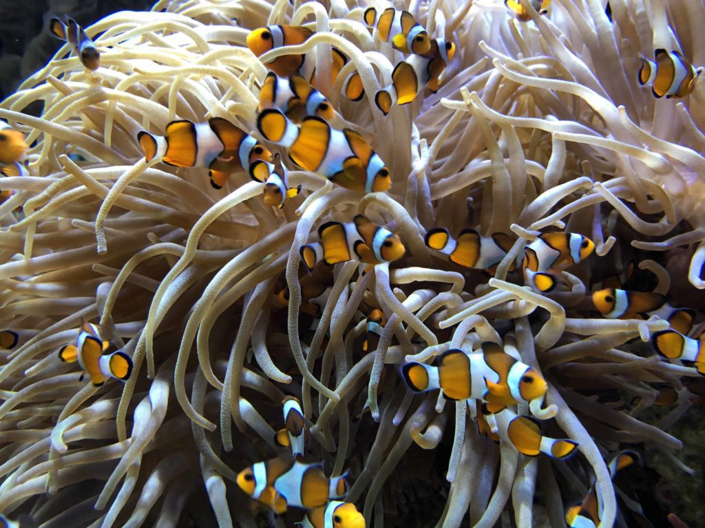 Oceanographic Museum in Monaco