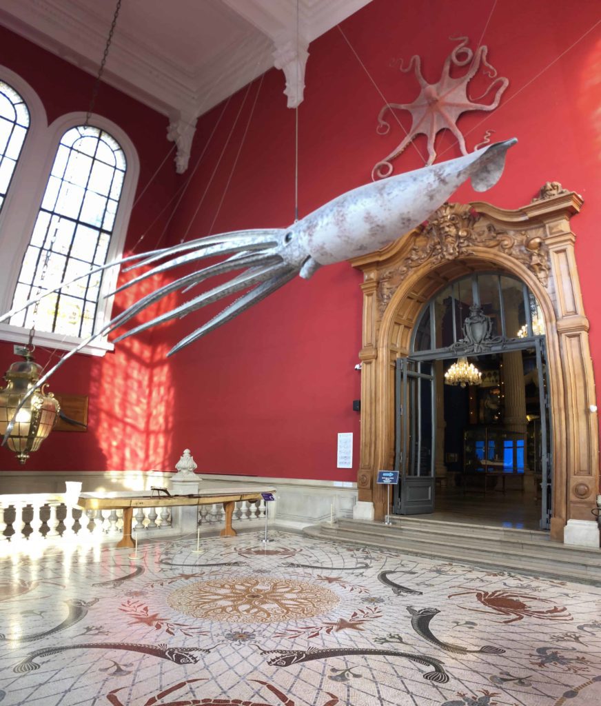 Giant squid at the Oceanographic Museum of Monaco