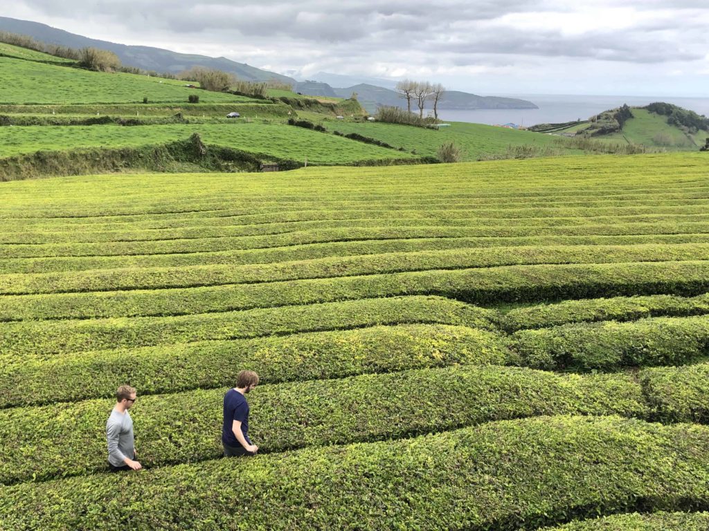 Tea plantation in Azores