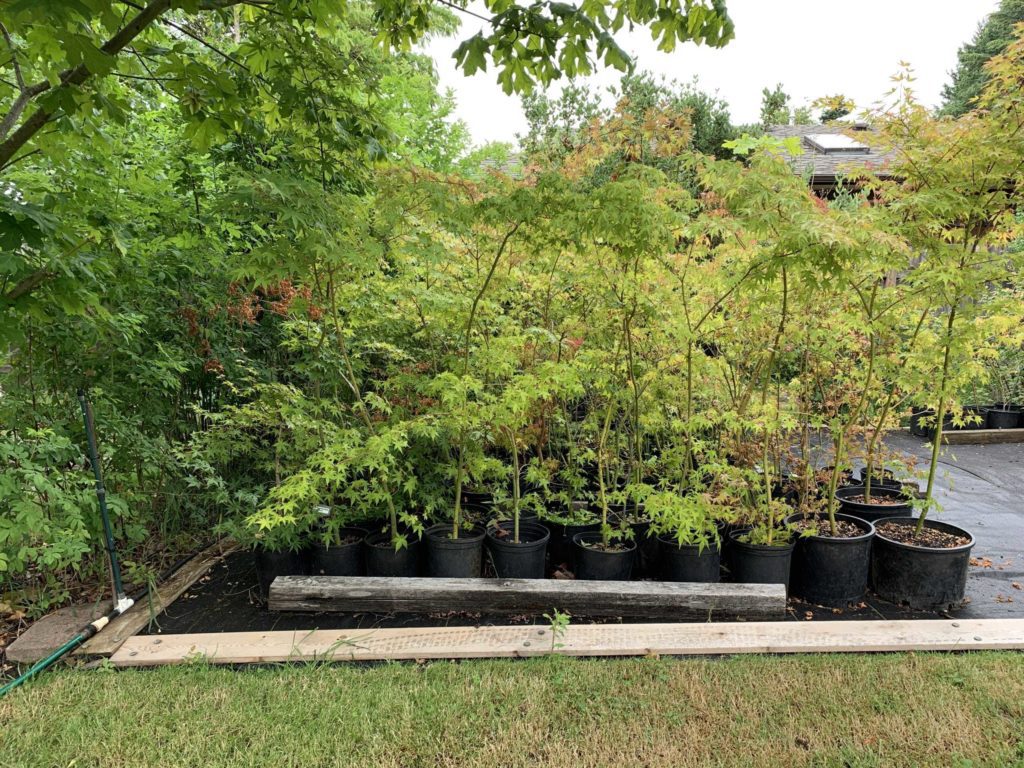 Green grass and some trees approx 4 ft tall