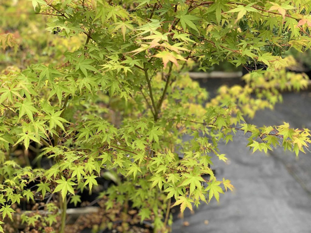 Yellow and green leaves