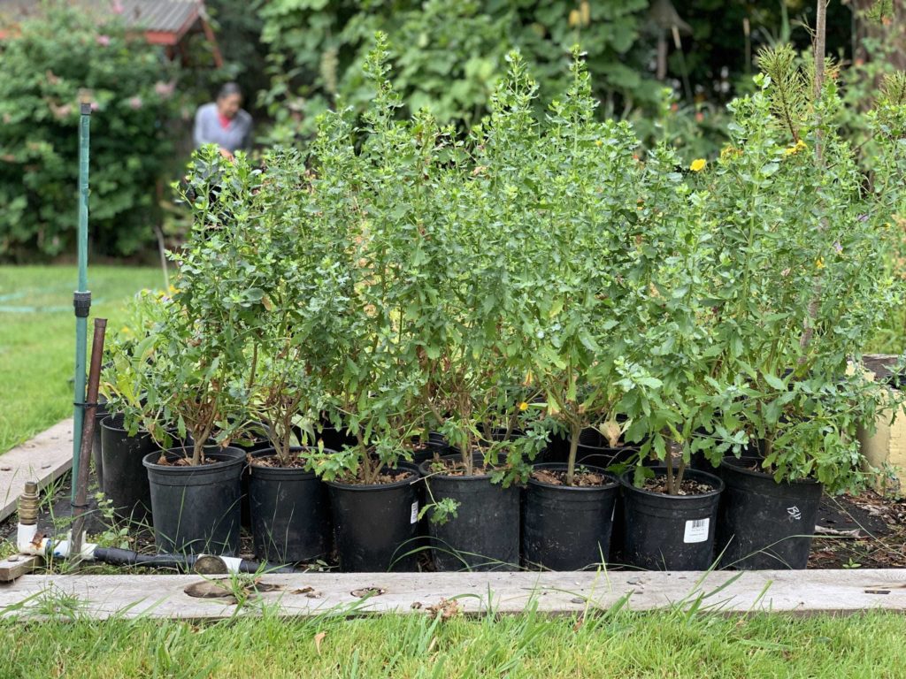 Plants inside black planters, a row of approx 12 of them