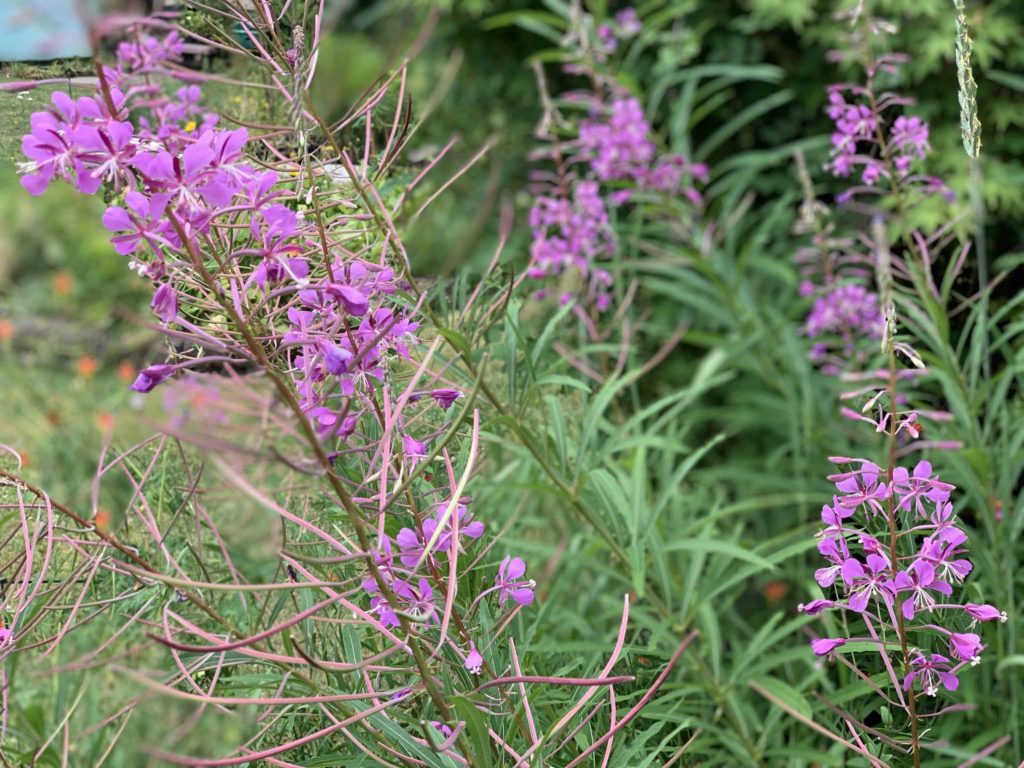 Pink flowers. Plant life