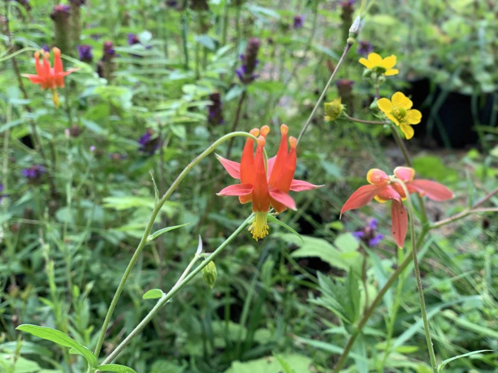 Drooping red flowers with a yellow center, lots of green leaves