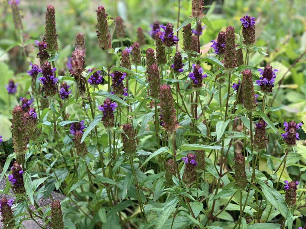 Purple flowers on green base, small plants