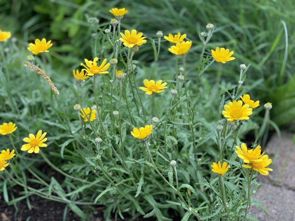 Yellow flowers about 18 inches tall and green grass