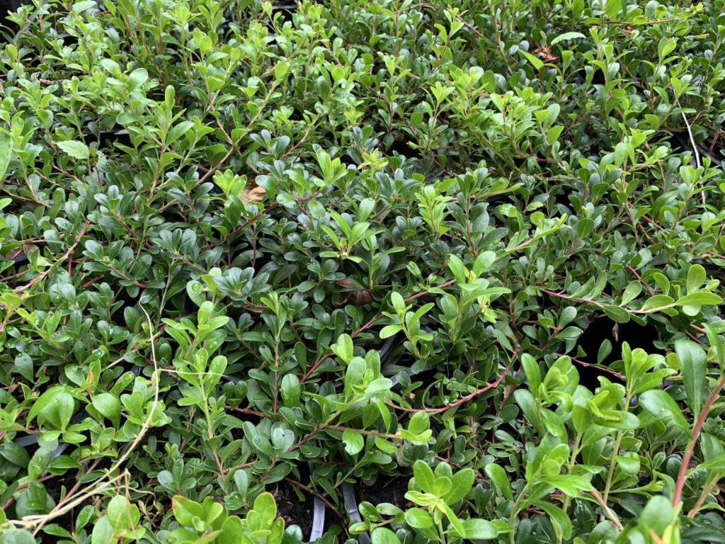 Kinnikinnick plant from Oregon is a small shrub-like plant