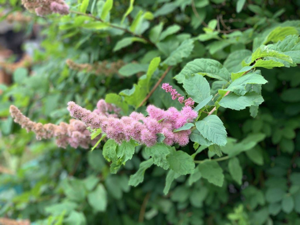 Pink flowers and green leaves