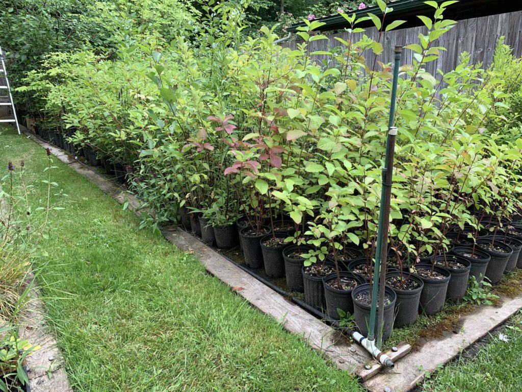 Trees and shrubs and plants in black potters