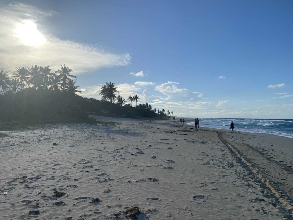 Palm trees, sand, and ocean with waves