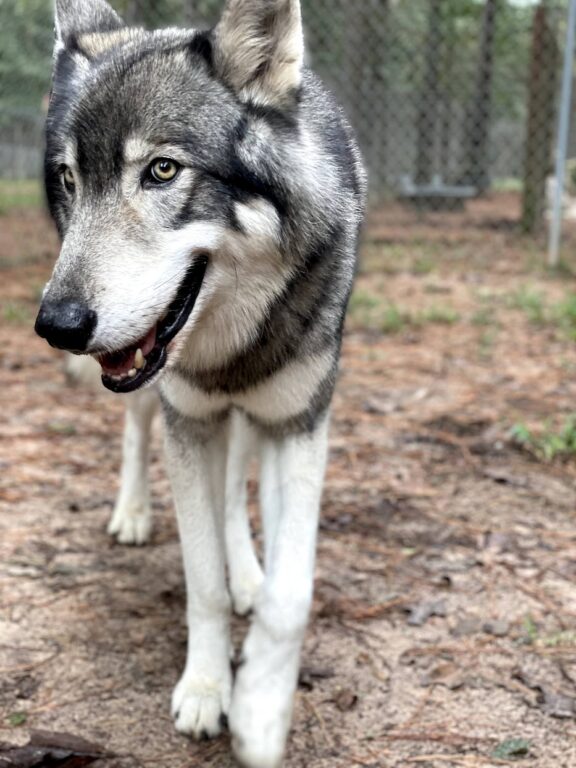 a black and white wolfdog looking at the camera