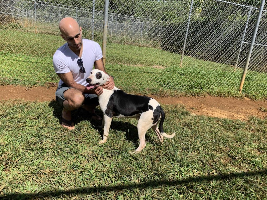 Amit getting to know the dog inside the outside shelter space at the Humane Society in Kauai, Hawaii