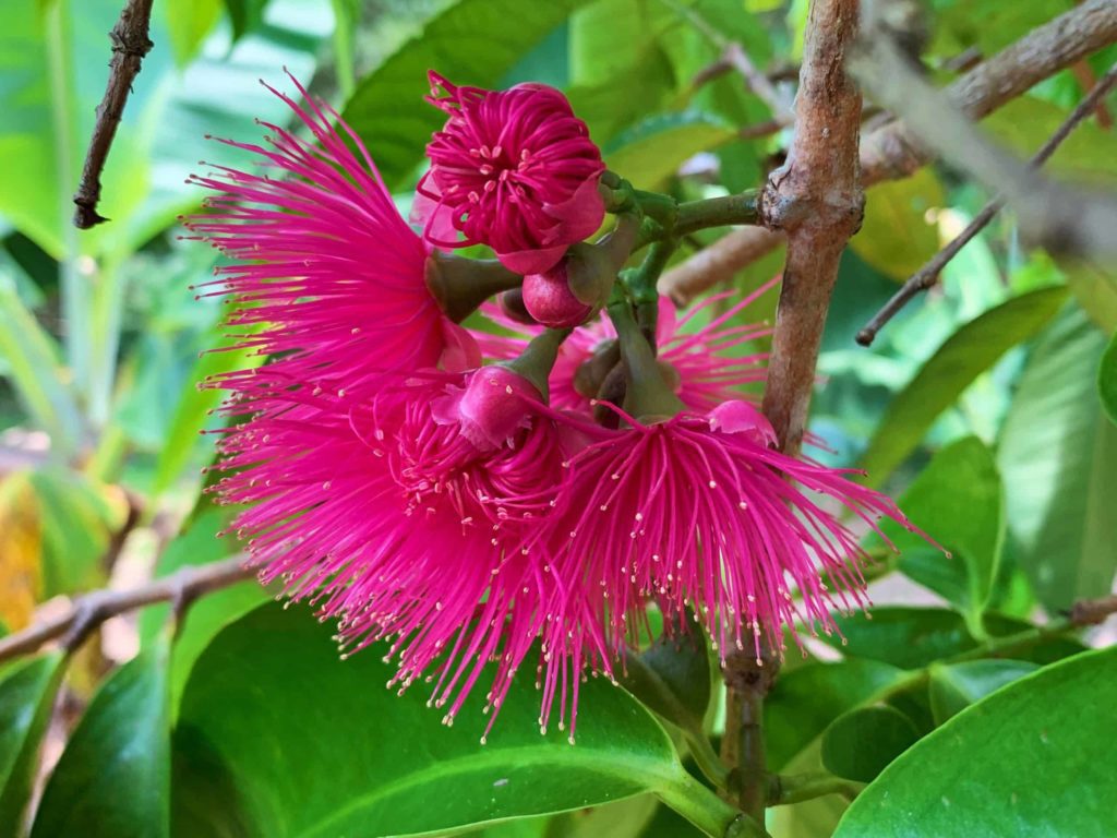 Pink flower with green leaves in background