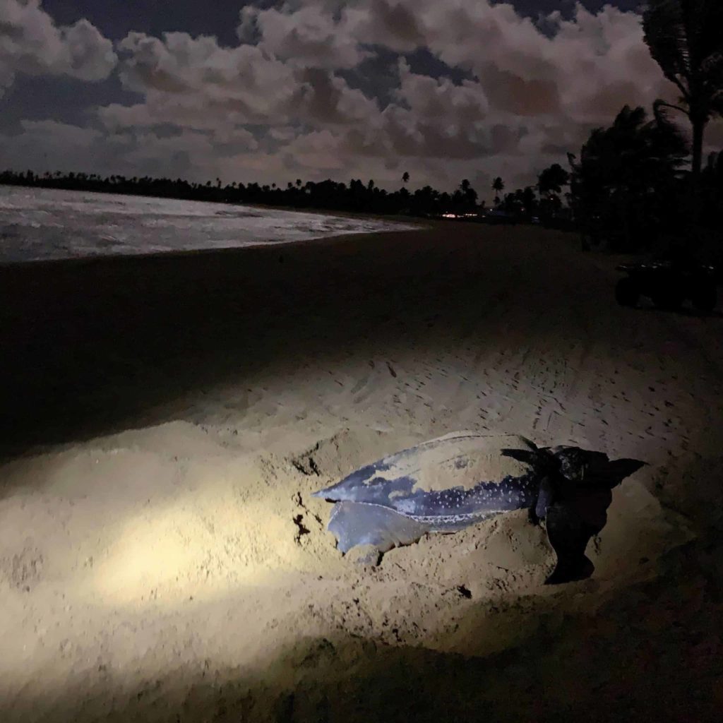 Huge turtle under a cloudy dark night sky, lit by a flashlight