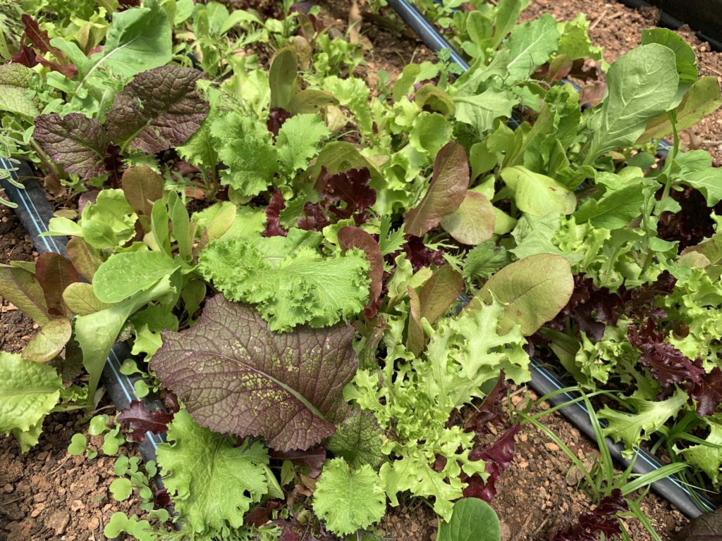 Many green leafy vegetables in beds