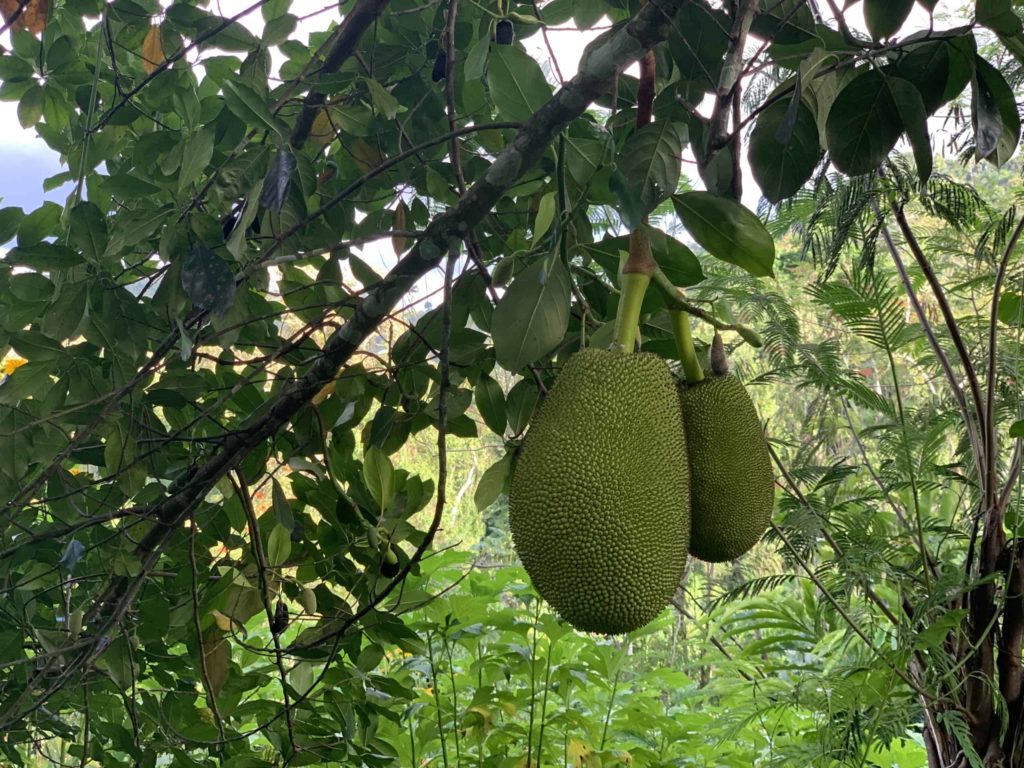 Two pieces of breadfruit on a tree in Puerto Rico