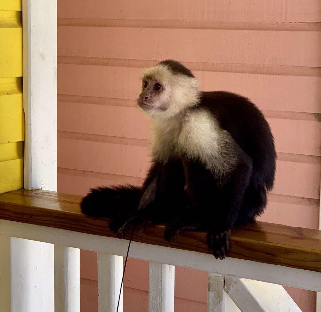 Perhaps a Capuchin monkey, on a small leash, sitting on a banister.