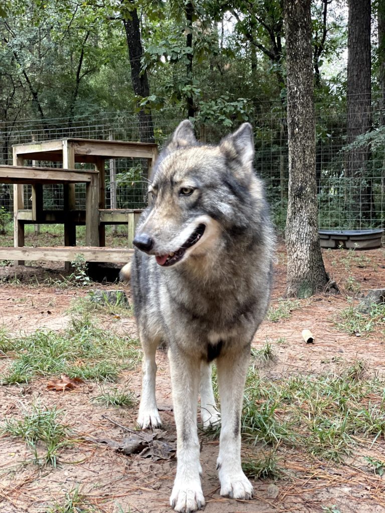 a photo of a gray wolfdog
