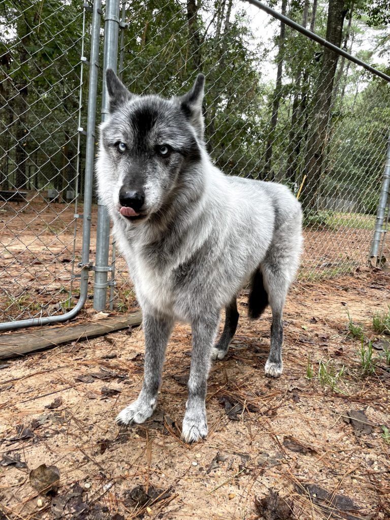 a phot of gray wolfdog sticking its tongue out