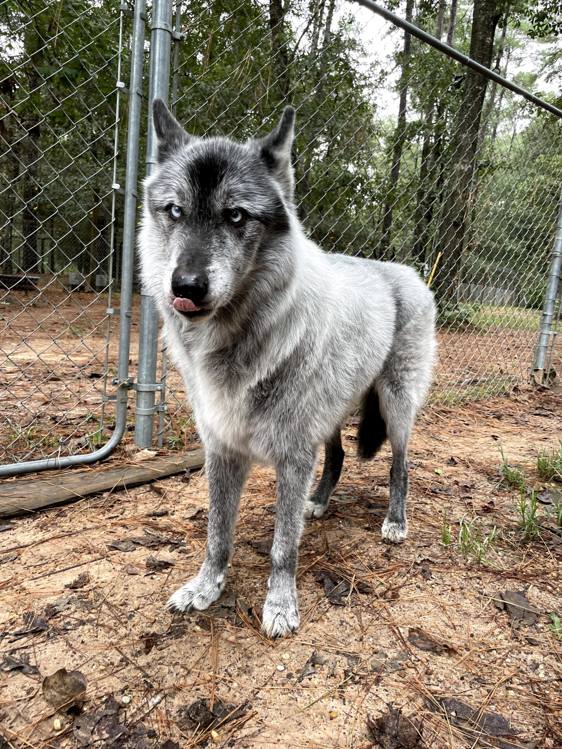 Visiting a Wolfdog Sanctuary in Texas