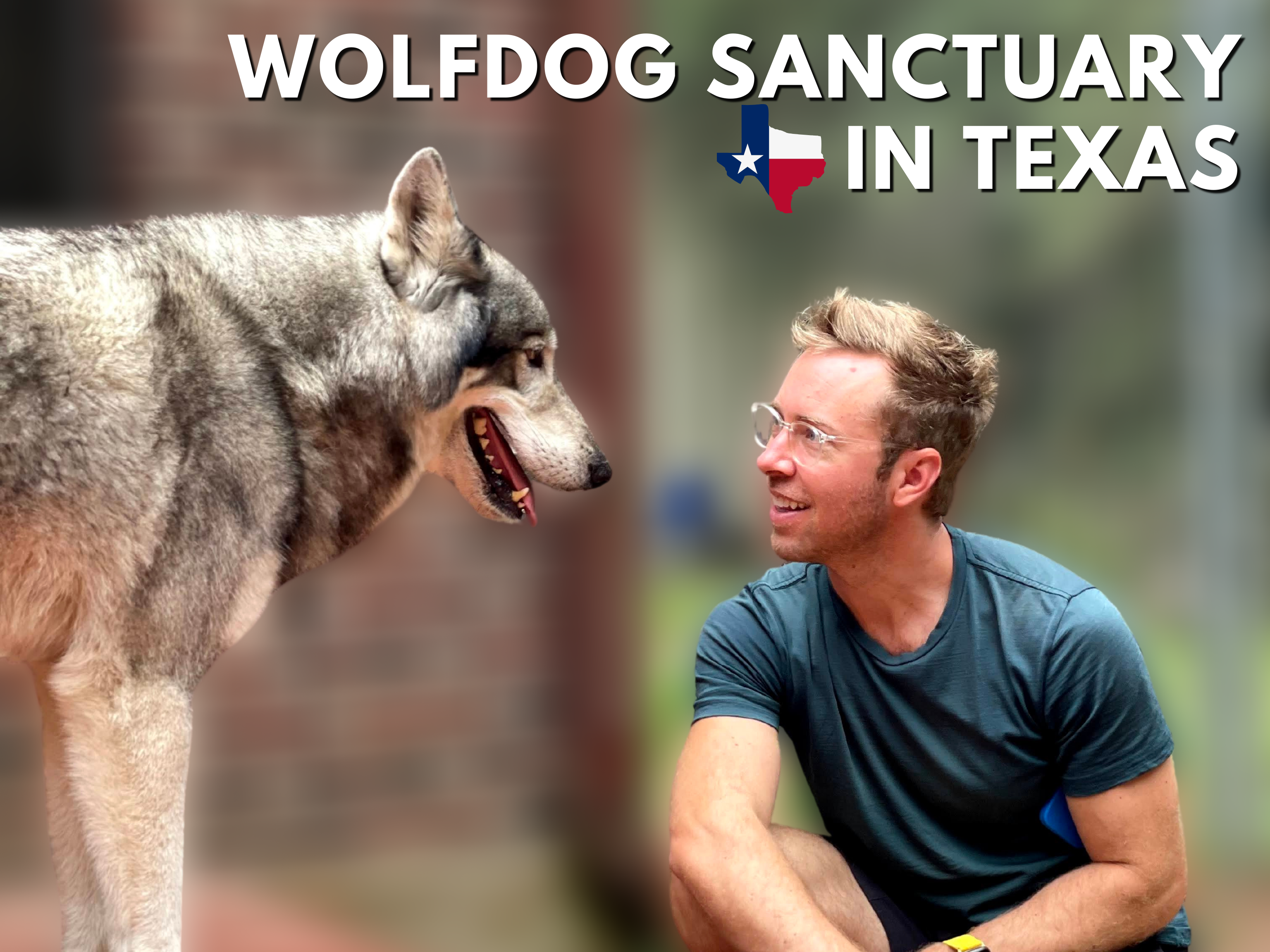wolfdog sanctuary featured image with text